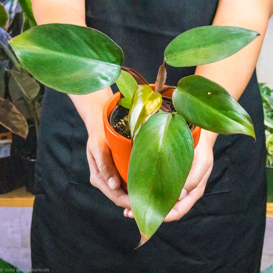 Philodendron Dark Lord Plants