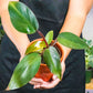 Philodendron Dark Lord Water