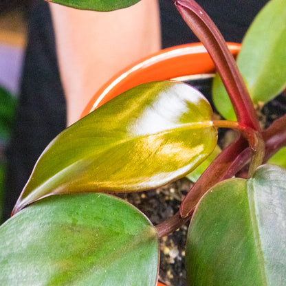 Philodendron Dark Lord Plant