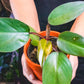 Philodendron Dark Lord Sunlight