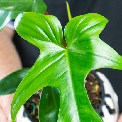 Philodendron Florida Green