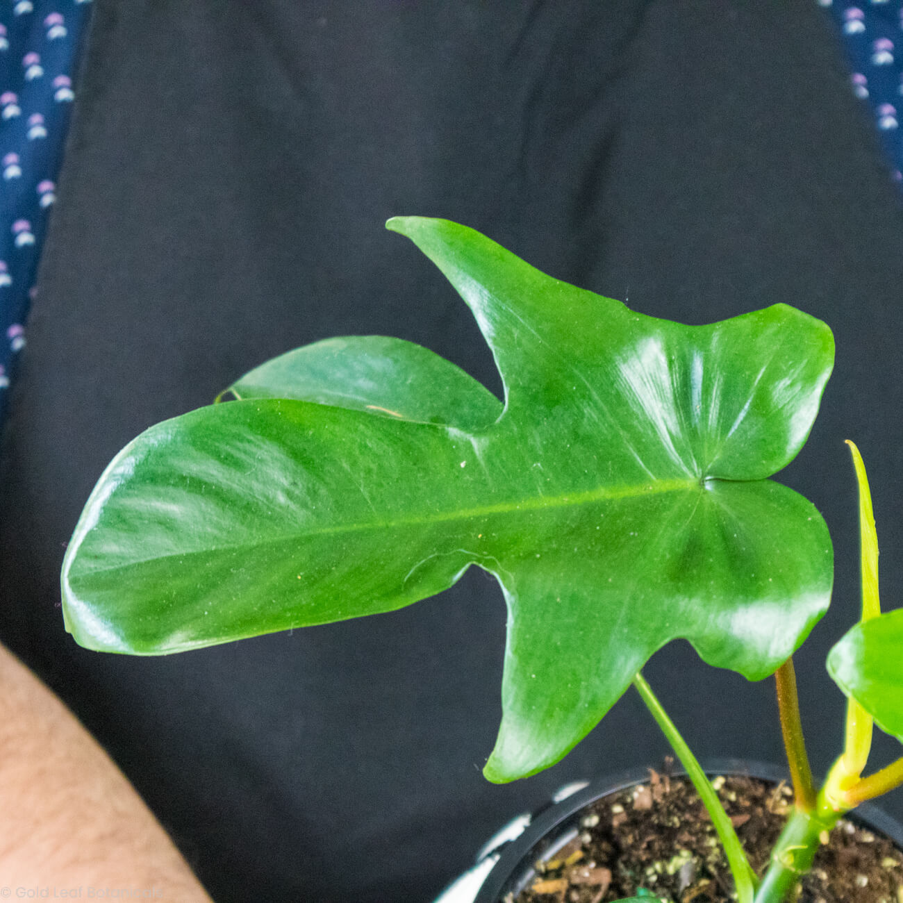 Philodendron Florida Green