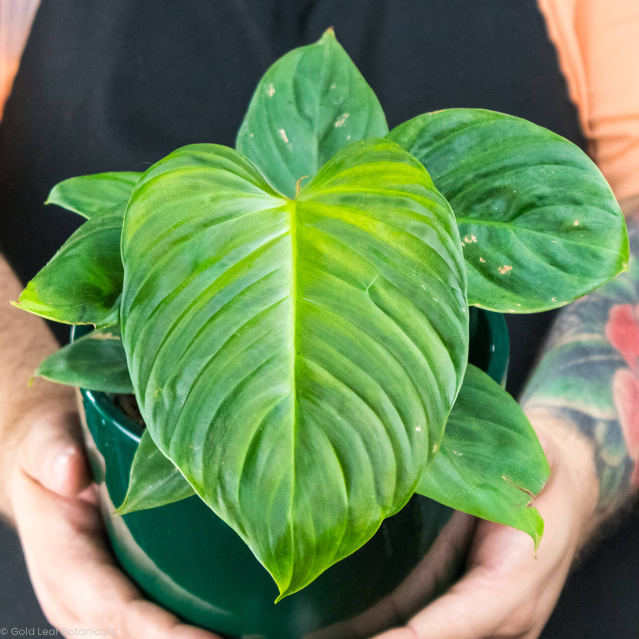 Philodendron Fuzzy Petiole