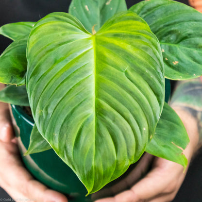 Philodendron Fuzzy Petiole