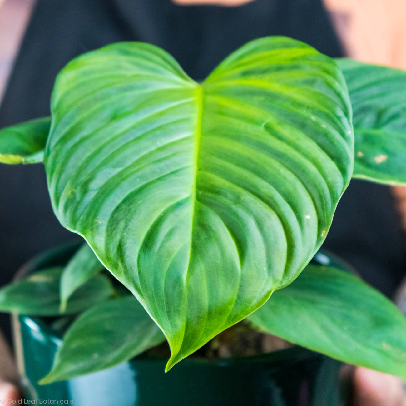 Philodendron Fuzzy Petiole