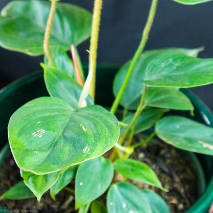 Philodendron Fuzzy Petiole