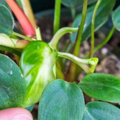 Philodendron Fuzzy Petiole