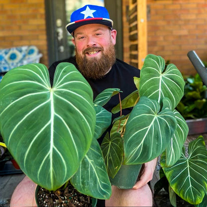 Philodendron Gloriosum