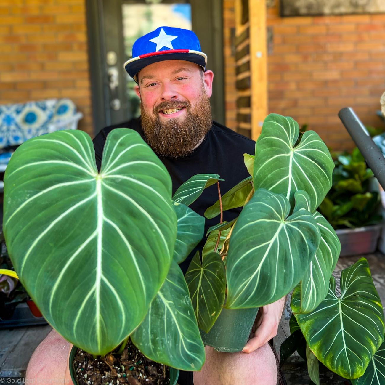 Philodendron Gloriosum