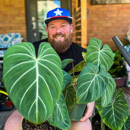 Philodendron Gloriosum