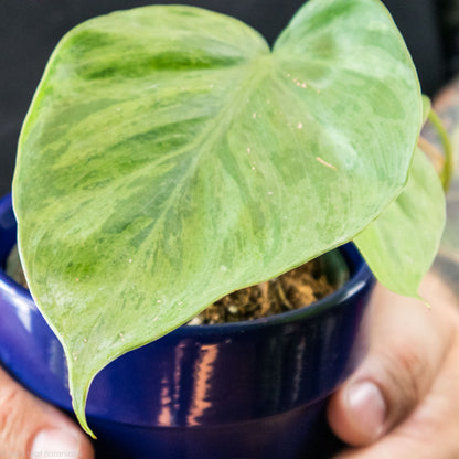 Heart Leaf Cordatum Variegated Water