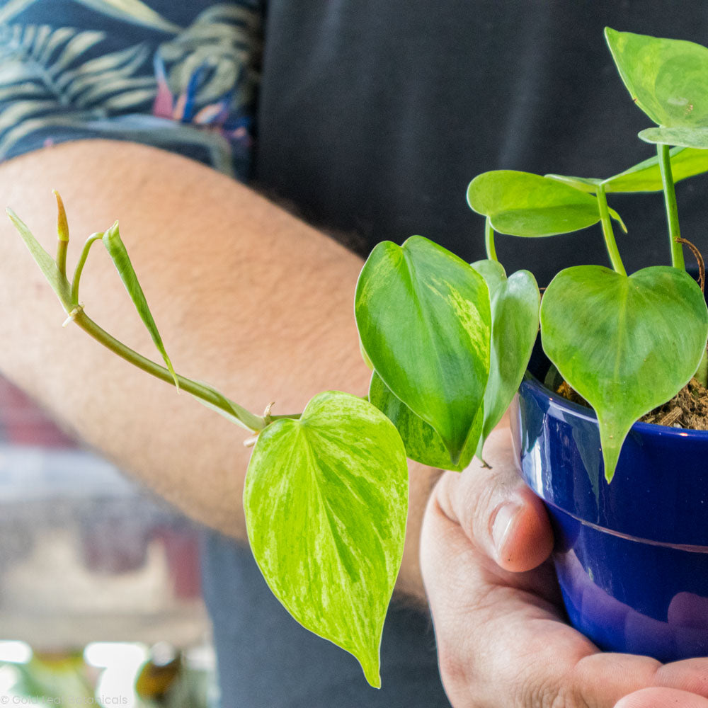 Heart Leaf Cordatum Variegated Growing