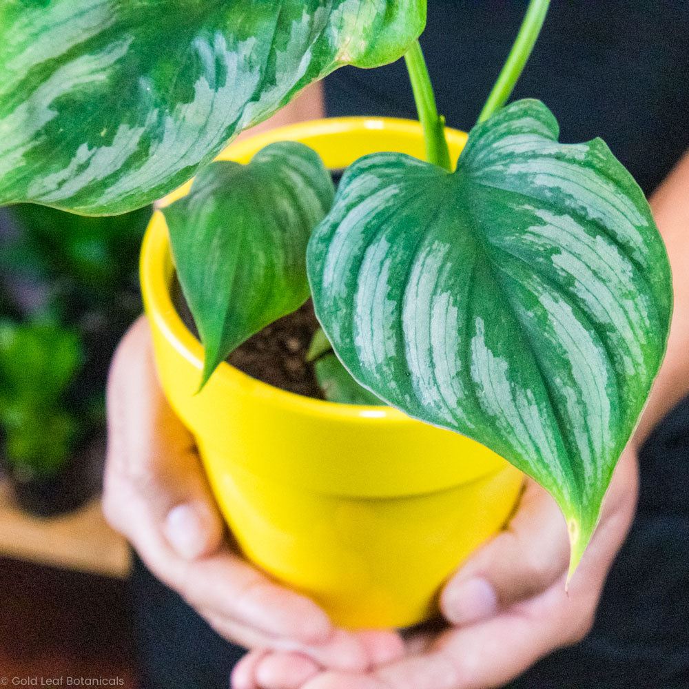 Buy a Philodendron Mamei