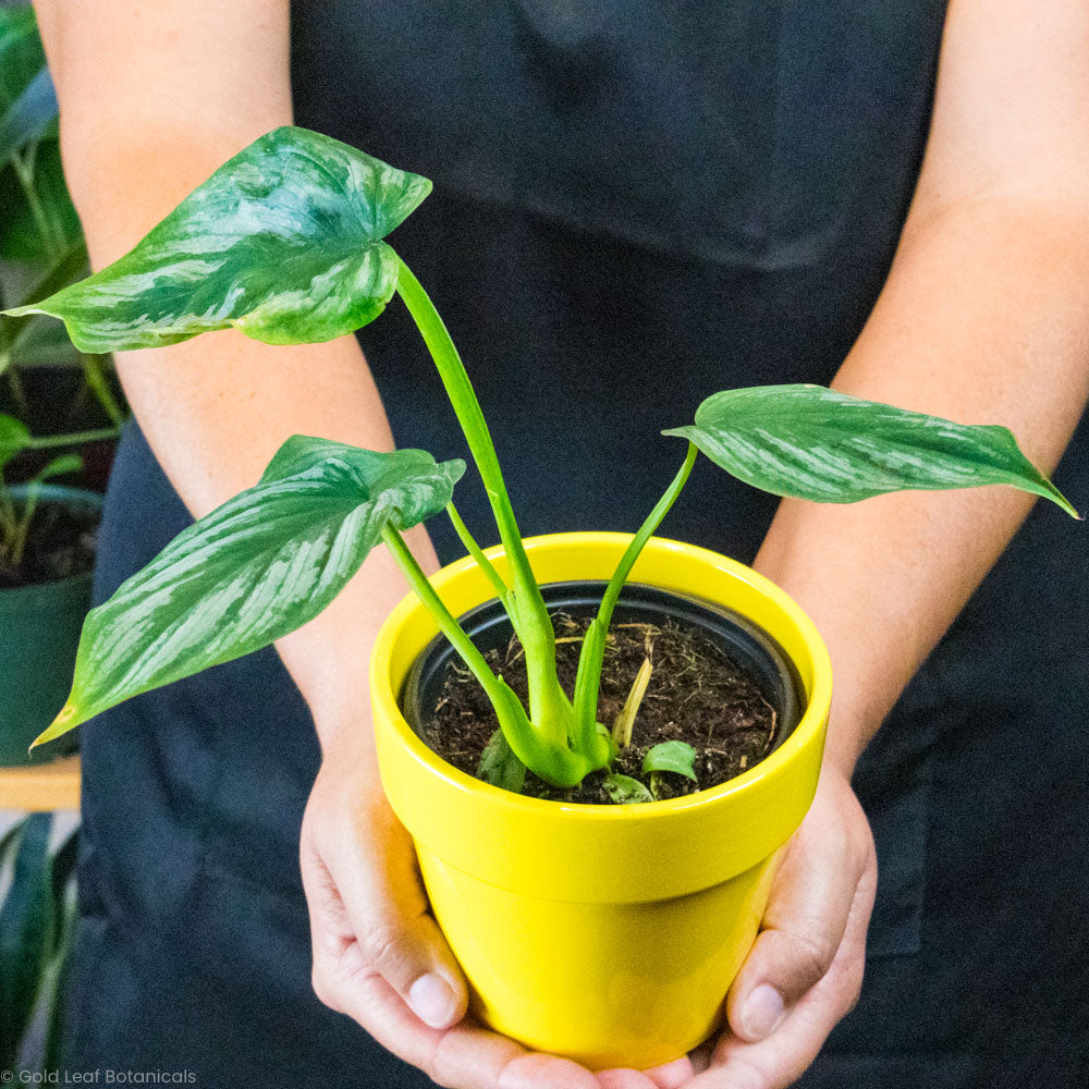 Philodendron Mamei Water Sun Soil Humidity