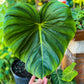 Philodendron McDowell