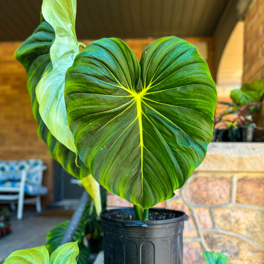 Philodendron McDowell