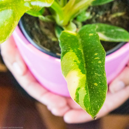 Philodendron Ring of Fire Plant for Sale