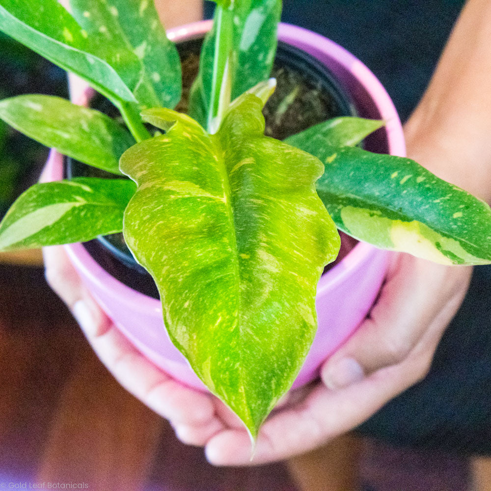 Philodendron Ring of Fire Canada