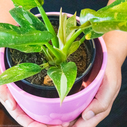 Buy a Philodendron Ring of Fire