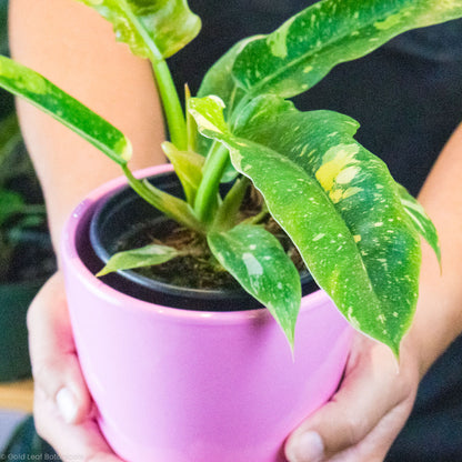 Ring of Fire Philodendron