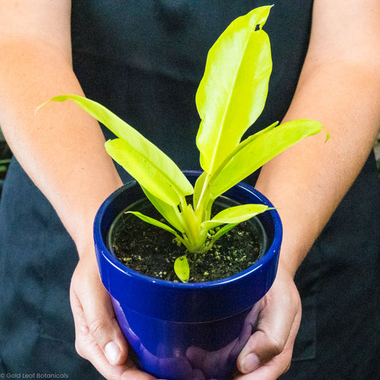 Philodendron Serratum Pluto's Gold Plant