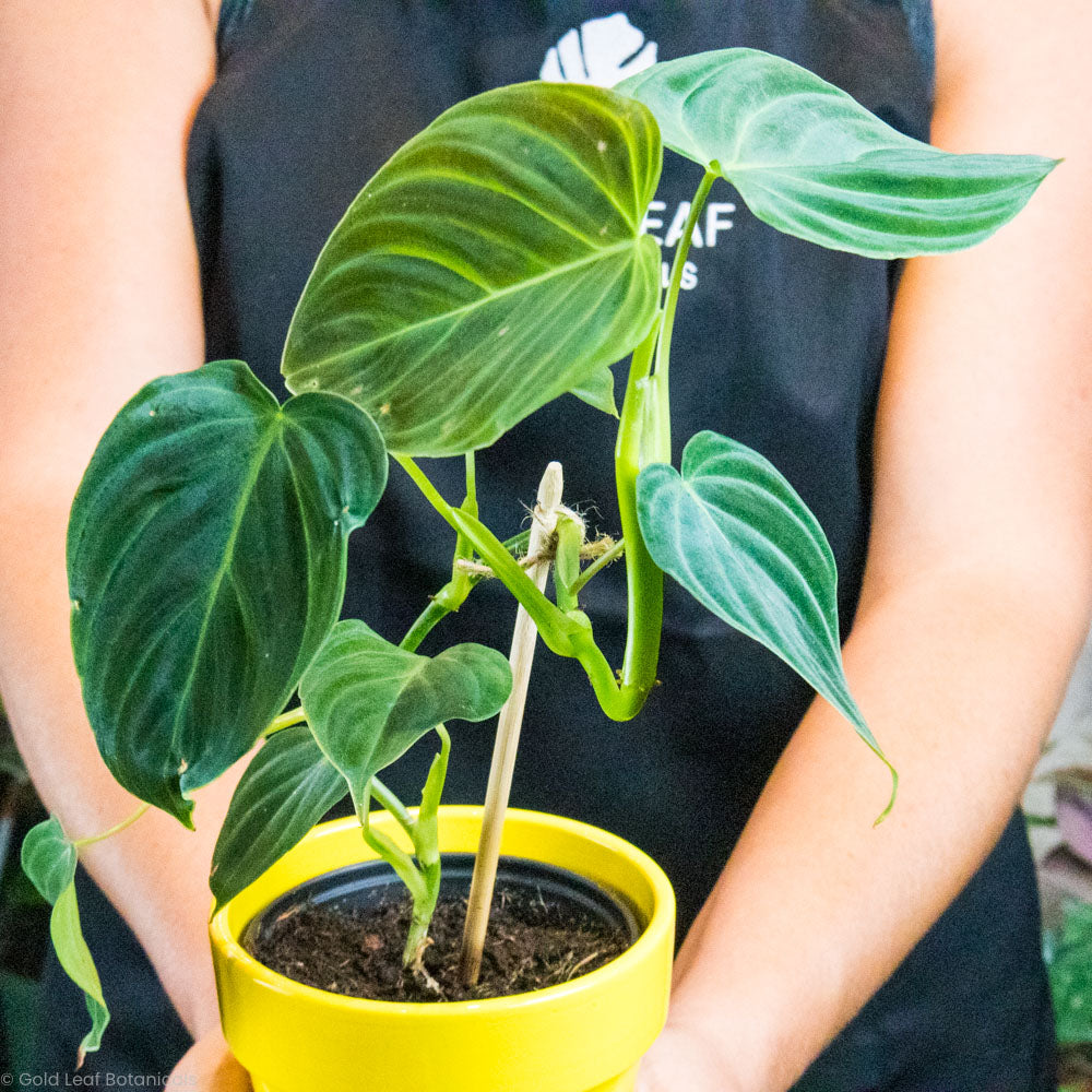 Philodendron Splendid Plant