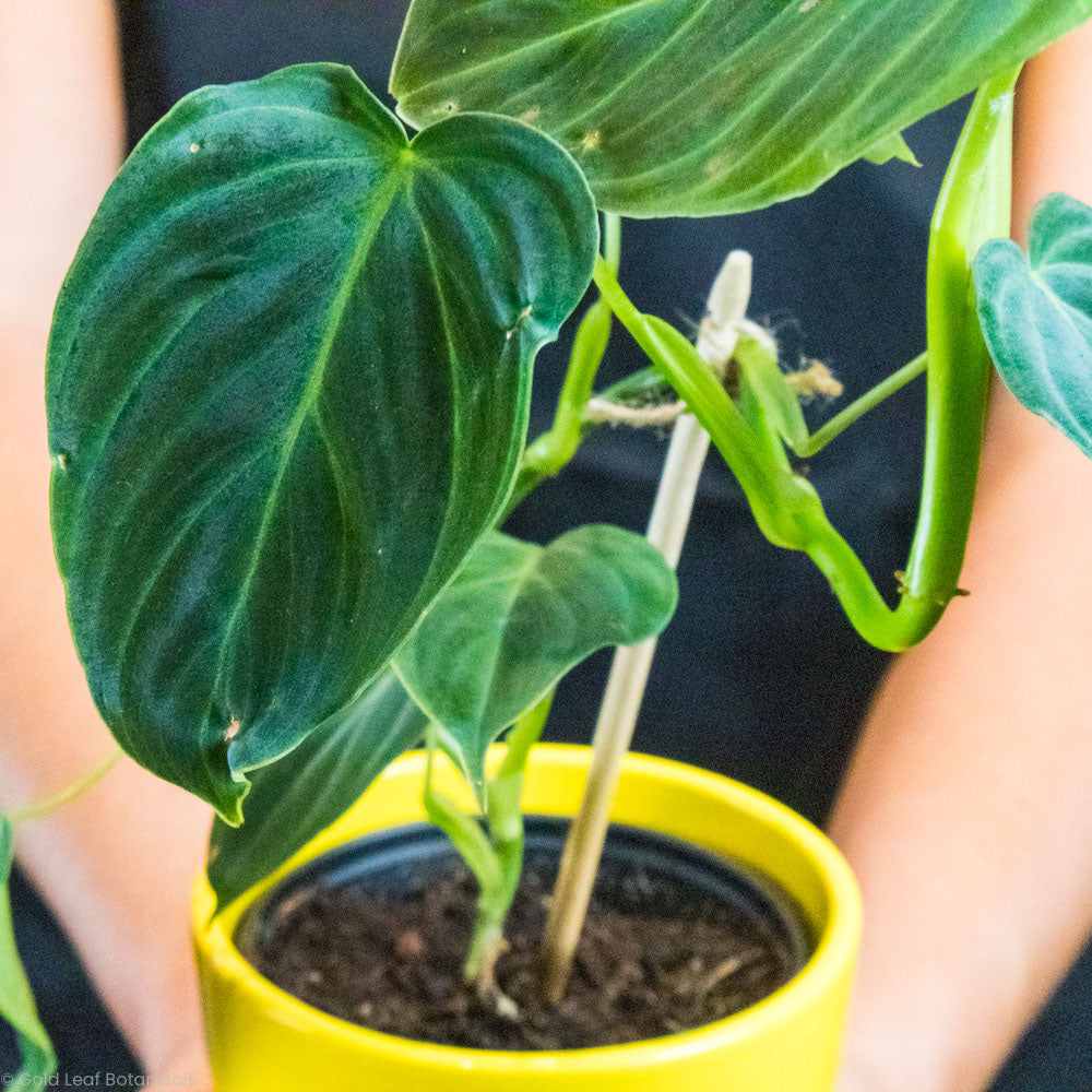 Philodendron Splendid Water