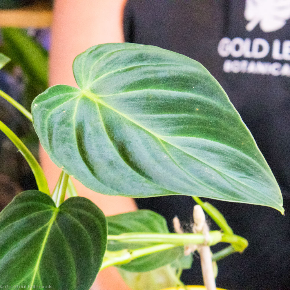 Philodendron Splendid Plant Care