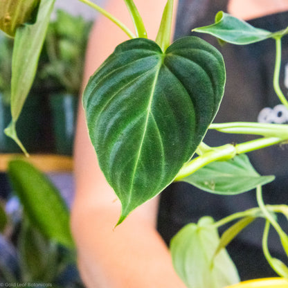 Philodendron Splendid Plant Care