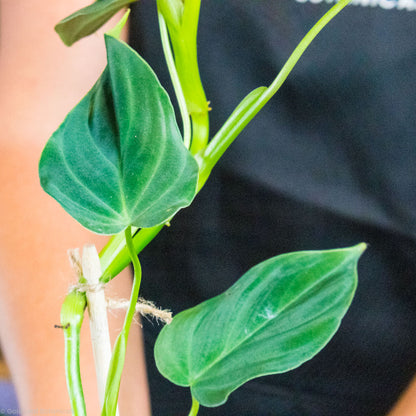 Philodendron Splendid PLants