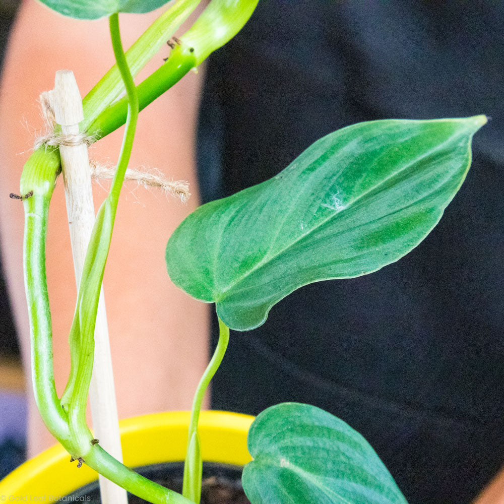 Philodendron Splendid Sunlight