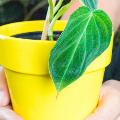 Philodendron Splendid Water