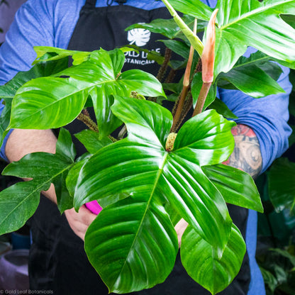 philodendron squamiferum other name Philodendron Squamiferum Care