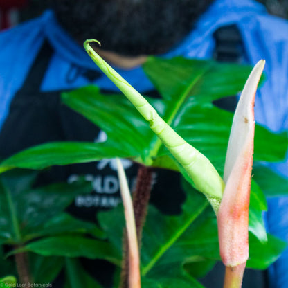 philodendron squamiferum flower Philodendron Squamiferum Care
