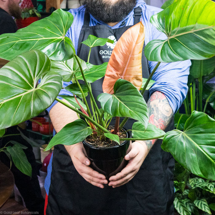 Philodendron Summer Glory Held by Plant Store Owner