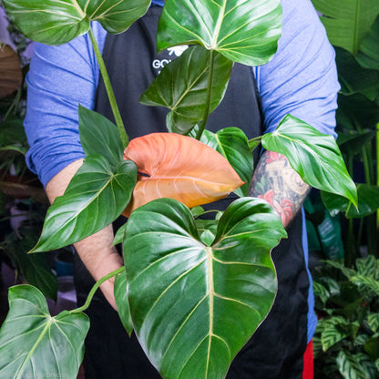 Philodendron Summer Glory Leaf in a Plant Store