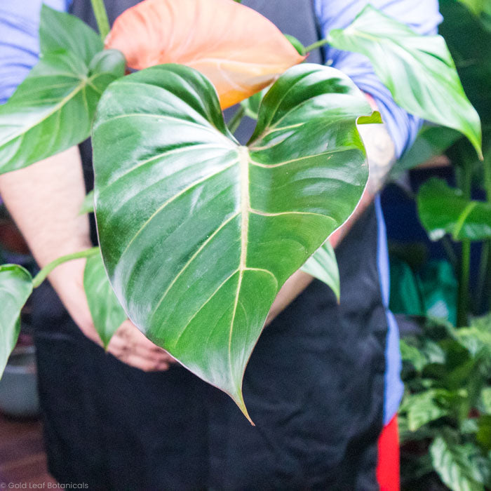 Close up of a Philodendron Summer Glory leaf in a plant store