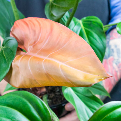 a new Philodendron Summer Glory leaf, orange, brown, and red