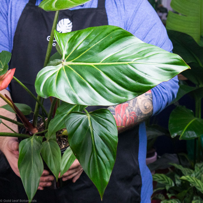 A big green Philodendron Summer Glory leaf, being held by a plant store owner