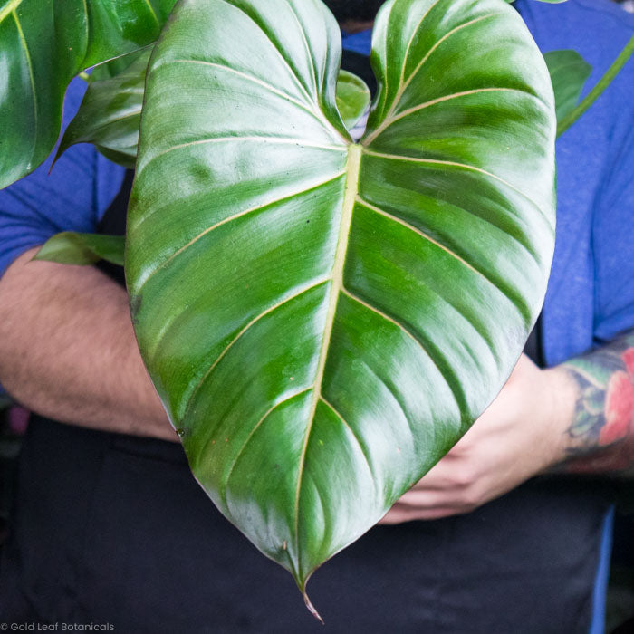 Philodendron Summer Glory Care Guide