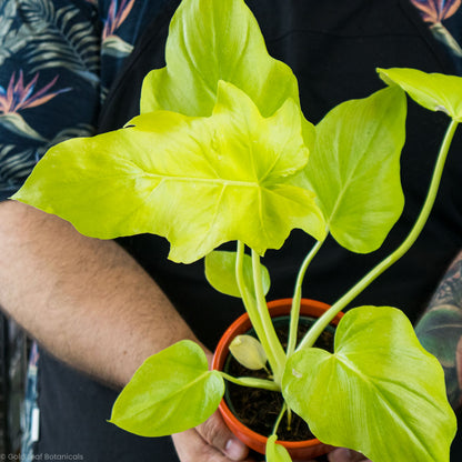 philodendron warscewiczii aureum Philodendron Warscewiczii Care Guide