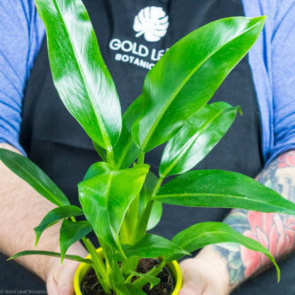 philodendron wendlandii Philodendron Wendlandii Care