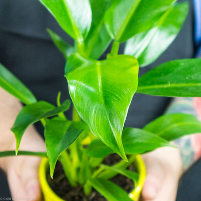 Philodendron Wendlandii