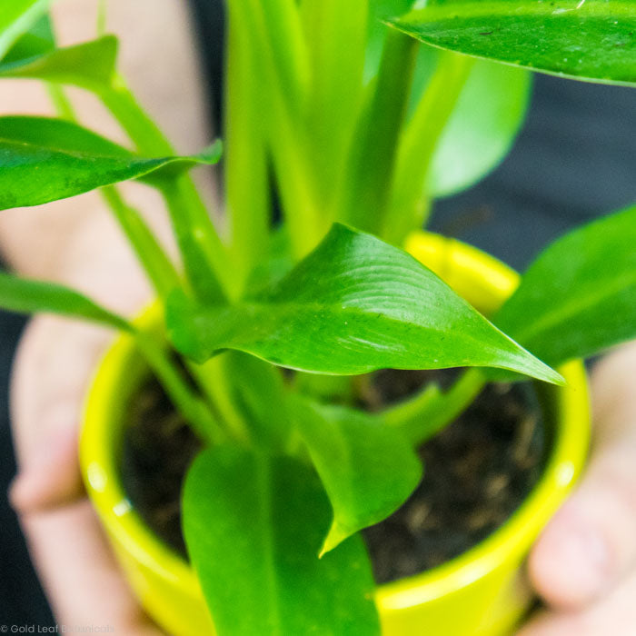 Philodendron Wendlandii