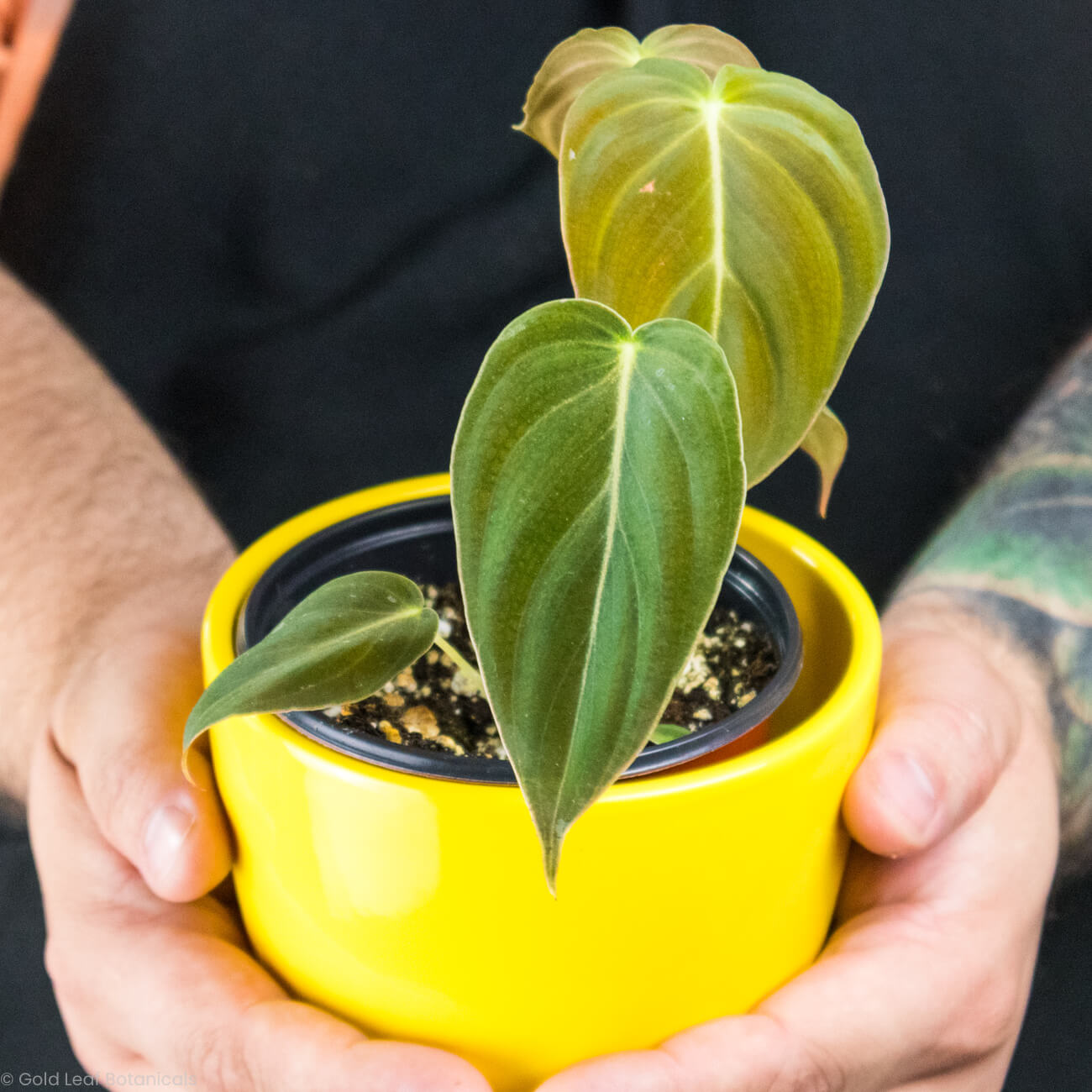 Philodendron Melanochrysum