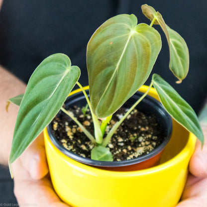 Philodendron Melanochrysum