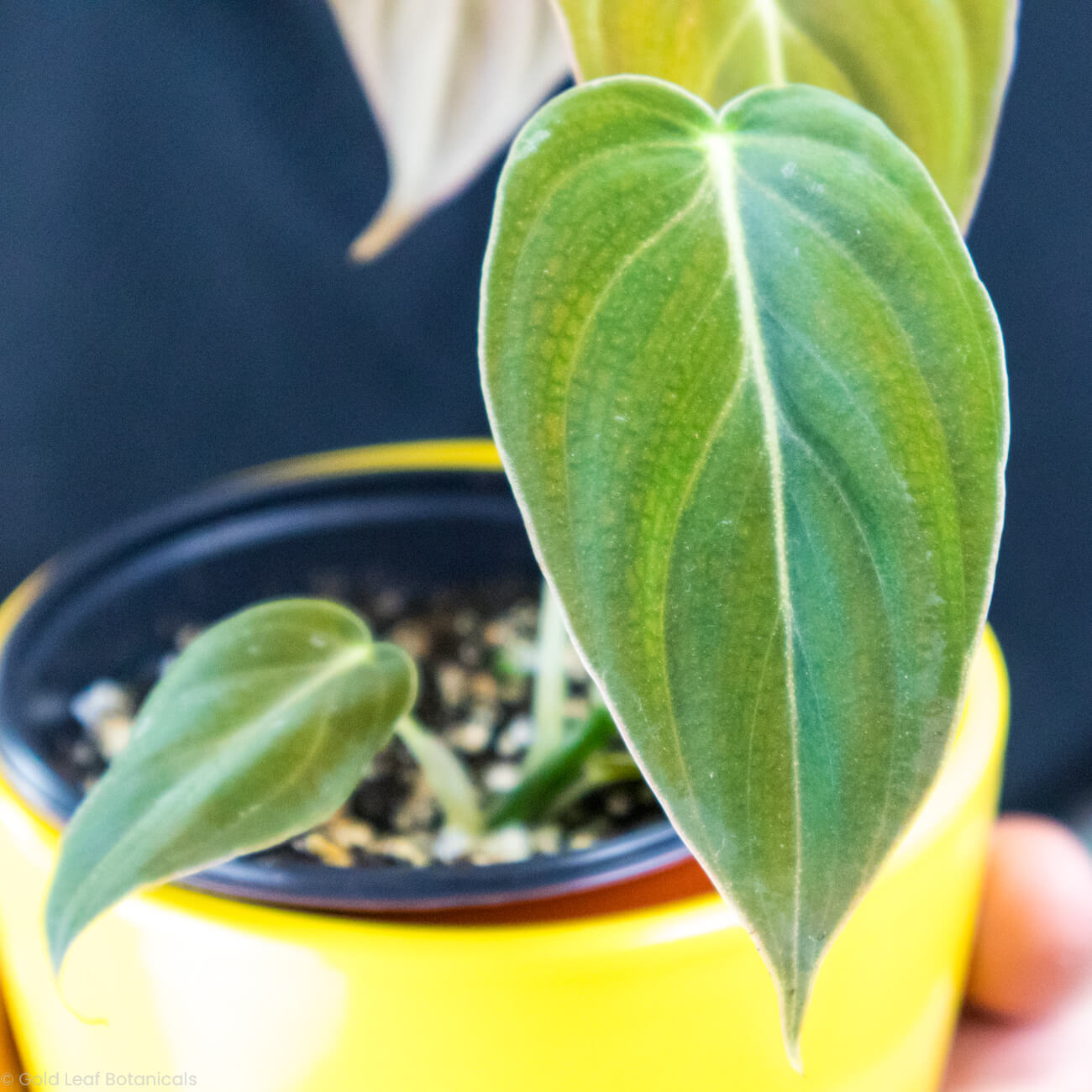 Philodendron Melanochrysum