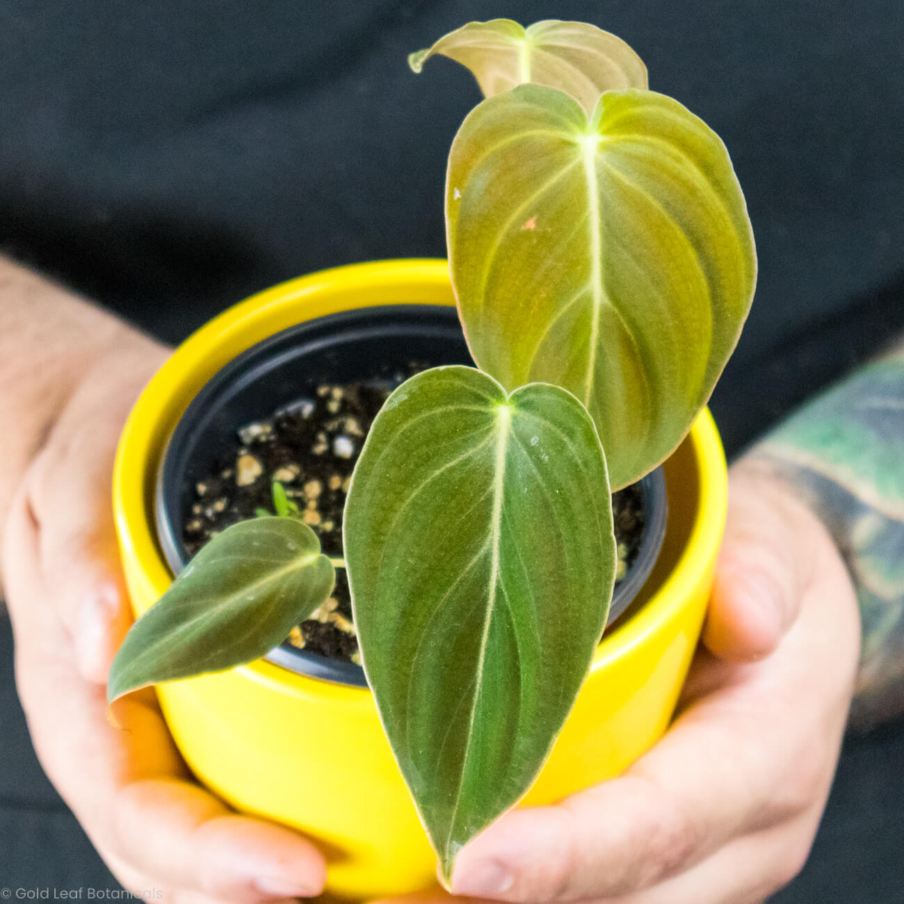 Philodendron Melanochrysum