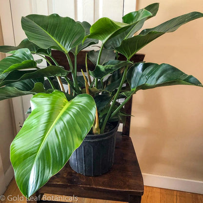 Philodendron Congo Green - Gold Leaf Botanicals