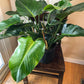 Philodendron Congo Green - Gold Leaf Botanicals